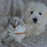 Assurance santé pour chien et chat