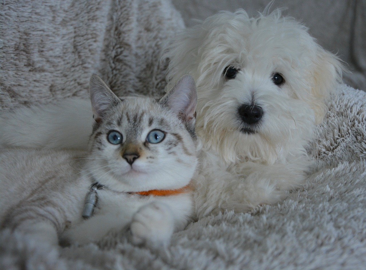 Assurance santé pour chien et chat